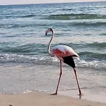 Meri *